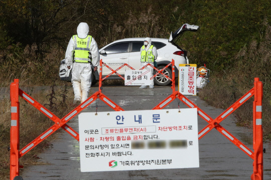 14일 농림축산식품부와 질병관리청은 야생과 농장에서 H5NI형 고병원성 조류인플루엔자가 잇달아 발견 됨에 따라 인체감염을 막기 위한 방역대책을 가동하고 있는 것으로 알려졌다. 12일 전남 나주시 세지면 한 육용오리 농장에서 고병원성 조류인플루엔자(AI) 의심 사례가 발생해 방역 당국 관계자가 진입로를 통제하고 있다. <연합뉴스>